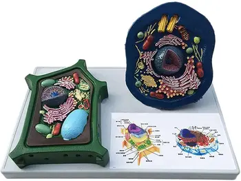 Модел клетки от животински и Растителен произход, Микроструктура, Анатомическая Модел, Биологично Клетъчно Оборудване за преподаване на Биология в Средното училище