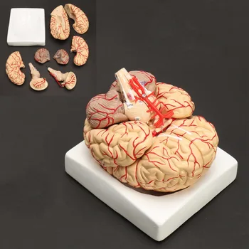 Анатомическая модел на мозъка в пълен размер Човек, Медицински Комплект от 8 Части, от Пзр на Анатомическая Модел на Мозъчни Артерии