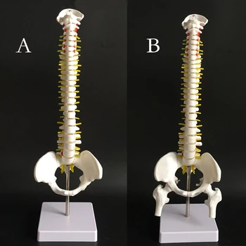 45 см Човешкия гръбначен стълб с модела на таза Анатомическая форма на гръбначния стълб Медицинска модел AB Style Училищни медицински учебни пособия