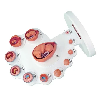 4D Анатомическая модел на развитие на човешкия ембрион, орган на растежа на плода, образователни играчки Alpinia в събирането на
