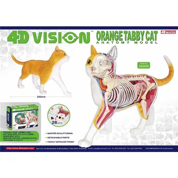 4D Orange раирана котка Анатомическая модел Пъзел за сглобяване на играчки Моделиране в биологията на животните Медицинско обучение